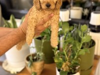 Güzel poodle kızımız