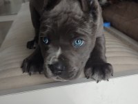 Eğitimli blue corso dişi yavru