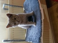 27 Şubat doğumlu british shorthair