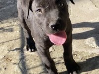 Dişi siyah cane corso yavrularım