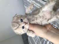 Yakışıklı erkek scottish fold