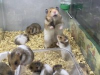 HAMSTER VE TÜM İHTİYAÇLARI (adresine gelsin)
