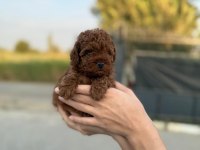 Dikkat oyuncak değildir poodle