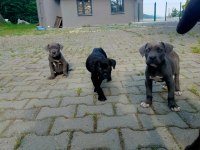 70 günlük dişi blue ve siyah cane corso yavrular