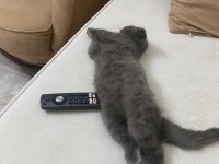 Sevimli kız scottish fold