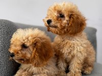 Kıvırcık maltipoo yavrularımız