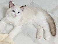 SAFKAN RAGDOLL BEBEKLERİMİZ YENİ YUVALARINI ARIYOR