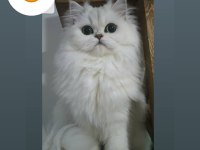 British Longhair yavrular