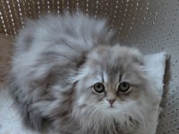 Scottish fold çok güzel bebek
