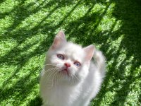 Pamuk gibi yavru british shorthair