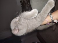 5 aylık yanında kumu maması verilecek kedimiz
