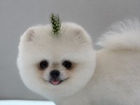 OYUNCAK GİBİ ORJİNAL POMERANIAN BEYAZ YAVRUMUZ