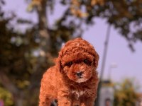 Red Brown Toy Poodle Yavrular