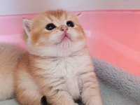 British Shorthair Golden Erkek