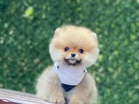 Pomeranian boo yavrular