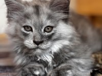Kalitenin Adı Big Claw Maine Coon