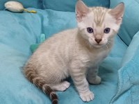 Snow Bengal Erkek Yavru