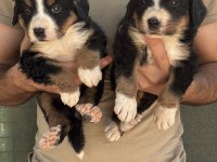 Bernese yavrularımız