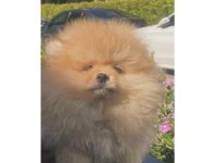 Pomeranian boo yavrularımız