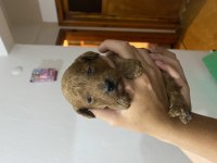 Birbirinden tatlı poodle bebekler
