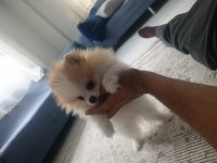 İki buçuk üç aylık erkek pomeranian