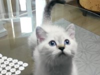 SCOTTİSH STRAİGHT