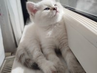 British Shorthair Dişi Yavru