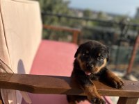 Rottweiler yavrular yeni yuvasını arıyor