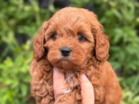 TEACUP KORE MALTİPOO YAVRULARI