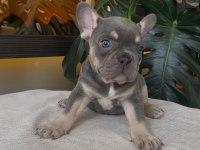 RENGARENK FRENCH BULLDOG YAVRULARIM EGZOTİK