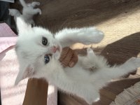 Satılık British Shorthair Kedisi