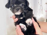 Black toy poodle çok uyguna