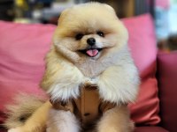 Türkiyedeki en basık burunlu tam ayı surat pomeranian