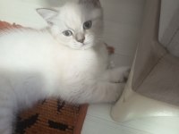 Sevimli yavru kedimize aile arıyoruz