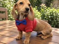 Mini Boy Safkan Dachshund Sosis Yavrumuz