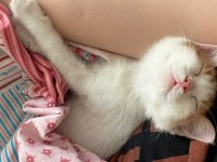 İki oyuncu kız kardeş kediyi ücretsiz sahiplendiriyorum
