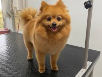 Yetişkin 1 yavrusuyla birlikte verilecek pomeranian