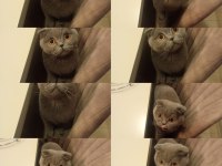 Ücretsiz Yeni Aile Arayan Scottish Fold