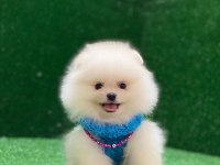 Blacks Petshop Garantisiyle Pomeranian Köpeklerimiz