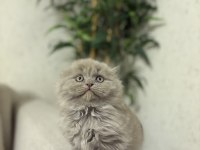 SCOTTISH FOLD LILAK YAVRULARIM TESLİME HAZIR