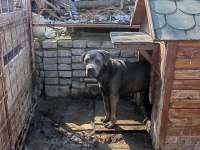 CANE CORSO BLUE DİŞİ 2 YAŞINDA HİÇ EŞ GÖRMEMİŞ