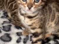 OZYFELINES Seçkin Bengal Yavruları