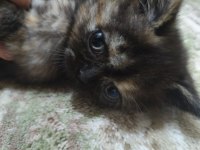 3 Temmuz Doğumlu Dişi Exotic Shorthair