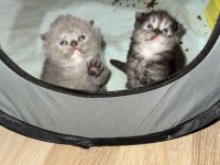 Scottish fold yavrular
