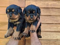 A şecereli Yavrular Macar Koca kafa küt burun rottweiler