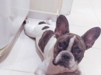 French bulldog ömürlük yuvaları olacak ailelerini arıyorlar