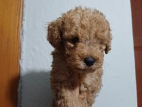 Maltipoo Dişi Erkek Kardeşler