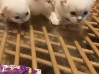Tombul mavi gözlü beyaz scottish fold yavrular