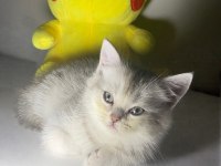 Safkan British Shorthair Erkek Yavru