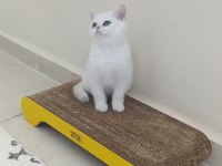 British shorthair beyaz